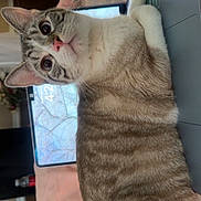 Goobert joined the competition — help win amazing prizes! cat, laptop, tablet, bed, indoor, feline, technology, curious, wide_eyes, fur, striped, pink_nose, paw, keyboard, cozy, room, soft_lighting, tablet_screen, household, resting