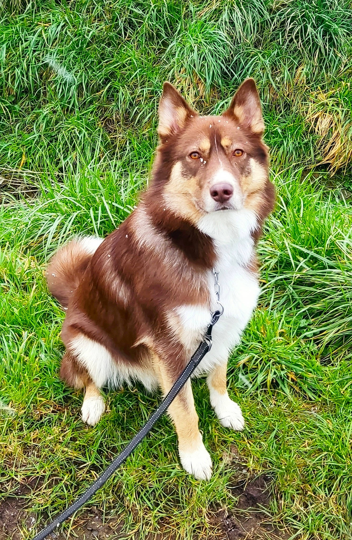 Togo a rejoint le concours — aidez-le/la à gagner de superbes lots ! ancient_dog_breeds, canidae, carnivore, collar, companion_dog, dog, dog_breed, fawn, fur, grass, non_sporting_group, plant, snout, sporting_group, tail, terrestrial_animal, whiskers, wildlife, working_animal, working_dog