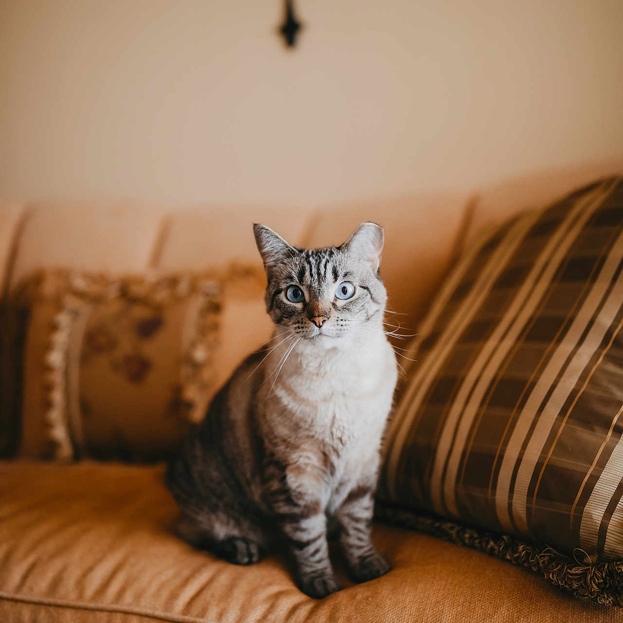 Blue Moon is registered to the contest to win money with this photo: animal, beige, blue_eyes, cat, couch, cozy, cute, domestic_cat, feline, furniture, home, indoor, looking, pet, pillow, relaxed, sitting, soft_lighting, striped_fur, whiskers
