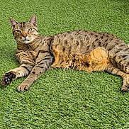 Platane participe au concours pour gagner de l'argent avec cette photo : cat, tabby, animal, pet, grass, outdoor, sunlight, relaxed, feline, nature, lawn, resting, green, fur, whiskers, claws, tail, garden, wood, daylight