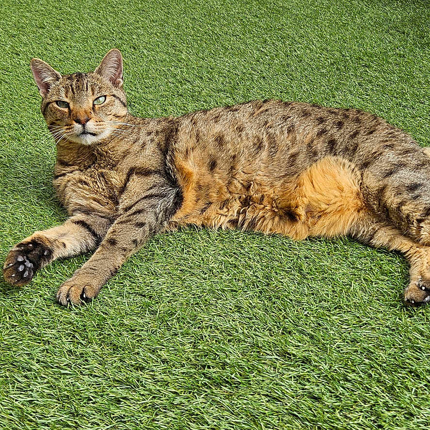 Platane participe au concours pour gagner de l'argent avec cette photo : animal, cat, claws, daylight, feline, fur, garden, grass, green, lawn, nature, outdoor, pet, relaxed, resting, sunlight, tabby, tail, whiskers, wood