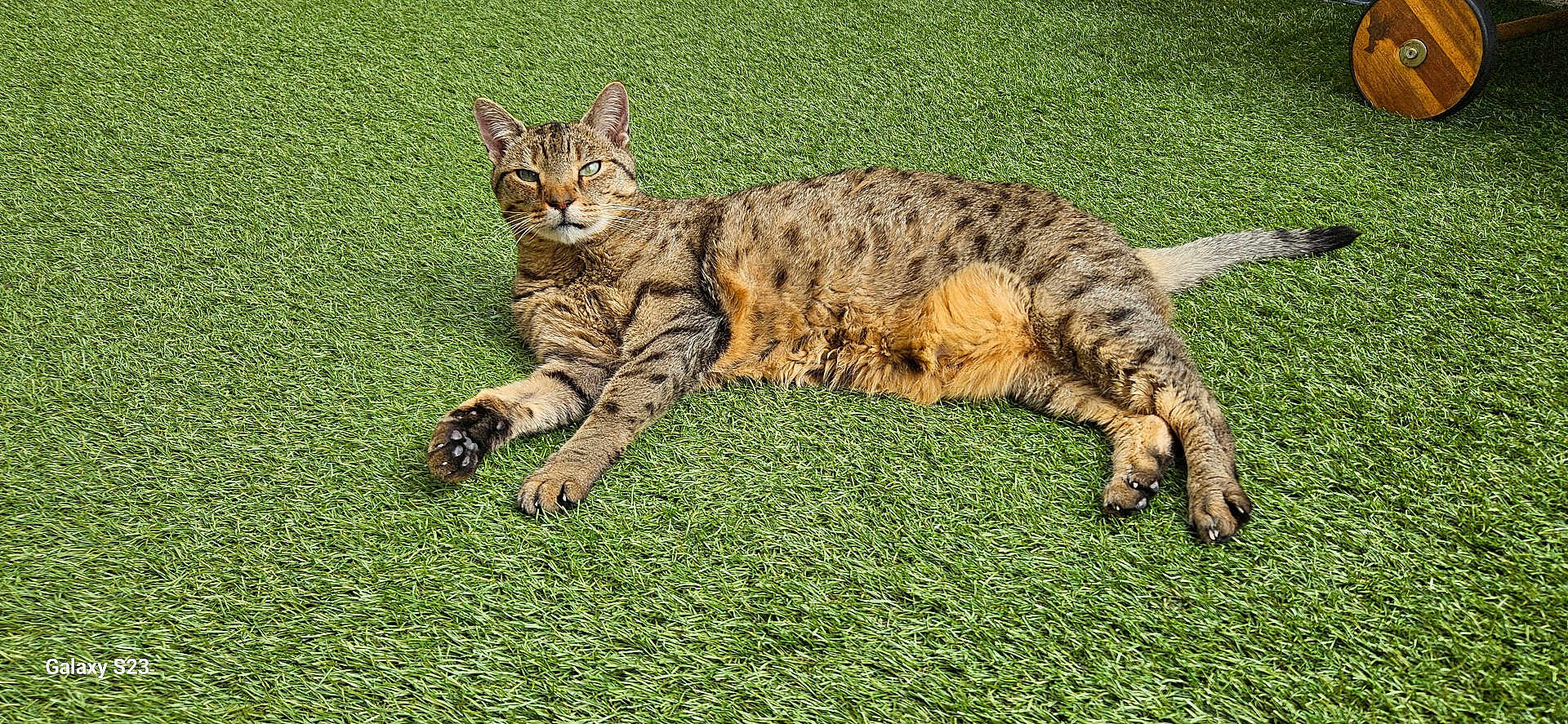 Platane participe au concours pour gagner de l'argent avec cette photo : cat, tabby, animal, pet, grass, outdoor, sunlight, relaxed, feline, nature, lawn, resting, green, fur, whiskers, claws, tail, garden, wood, daylight