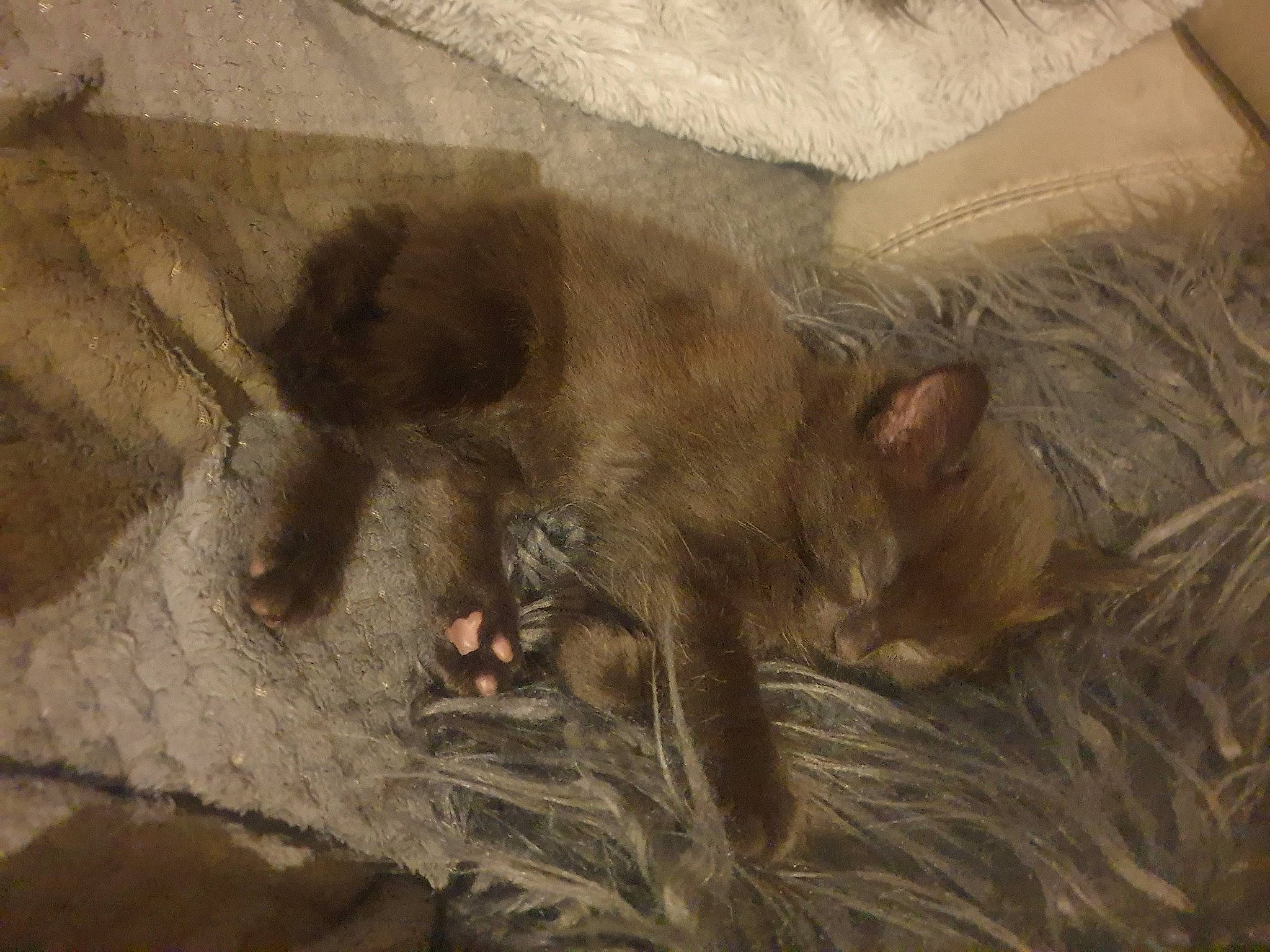 Fury joined the competition — help win amazing prizes! canidae, carnivore, claw, comfort, dog_breed, fawn, felidae, fur, liver, nap, paw, small_to_medium_sized_cats, snout, sporting_group, suidae, tail, terrestrial_animal, whiskers, wildlife, wood