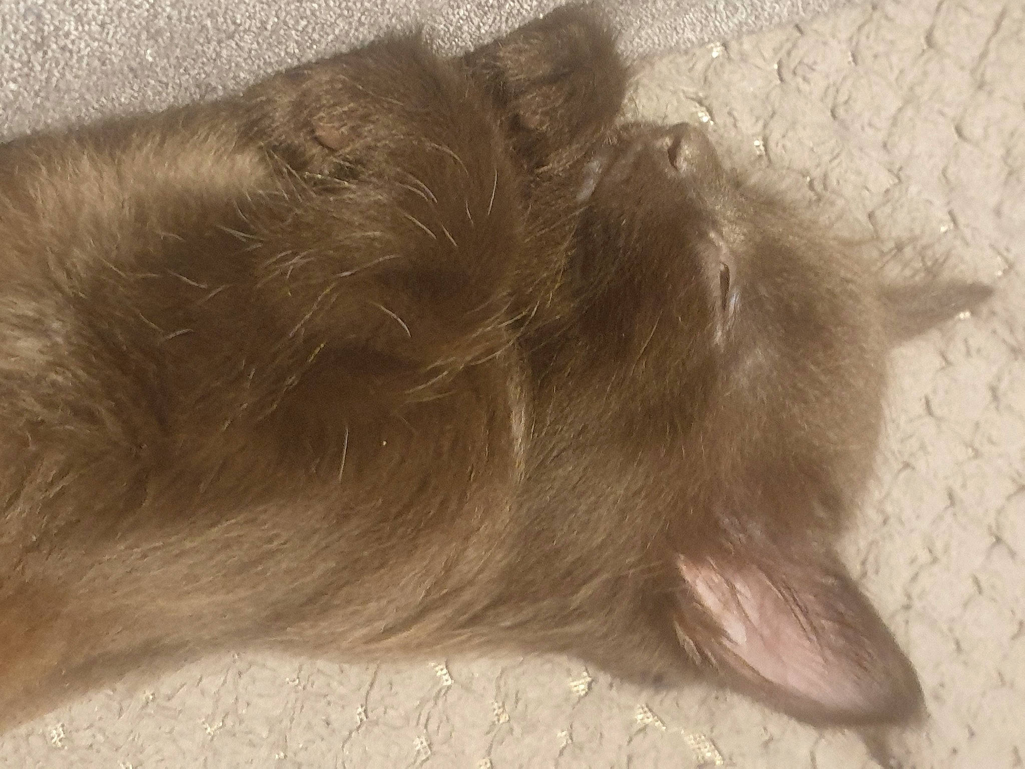 Fury joined the competition — help win amazing prizes! canidae, carnivore, cat, claw, comfort, dog_breed, domestic_short_haired_cat, felidae, flooring, foot, fur, hardwood, liver, marine_mammal, paw, small_to_medium_sized_cats, sporting_group, tail, terrestrial_animal, whiskers