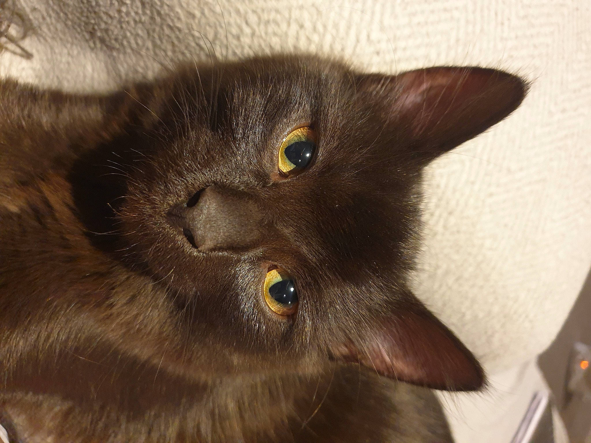 Fury is registered to the contest to win money with this photo: black_cat, carnivore, cat, domestic_short_haired_cat, ear, felidae, fur, havana_brown, small_to_medium_sized_cats, snout, whiskers