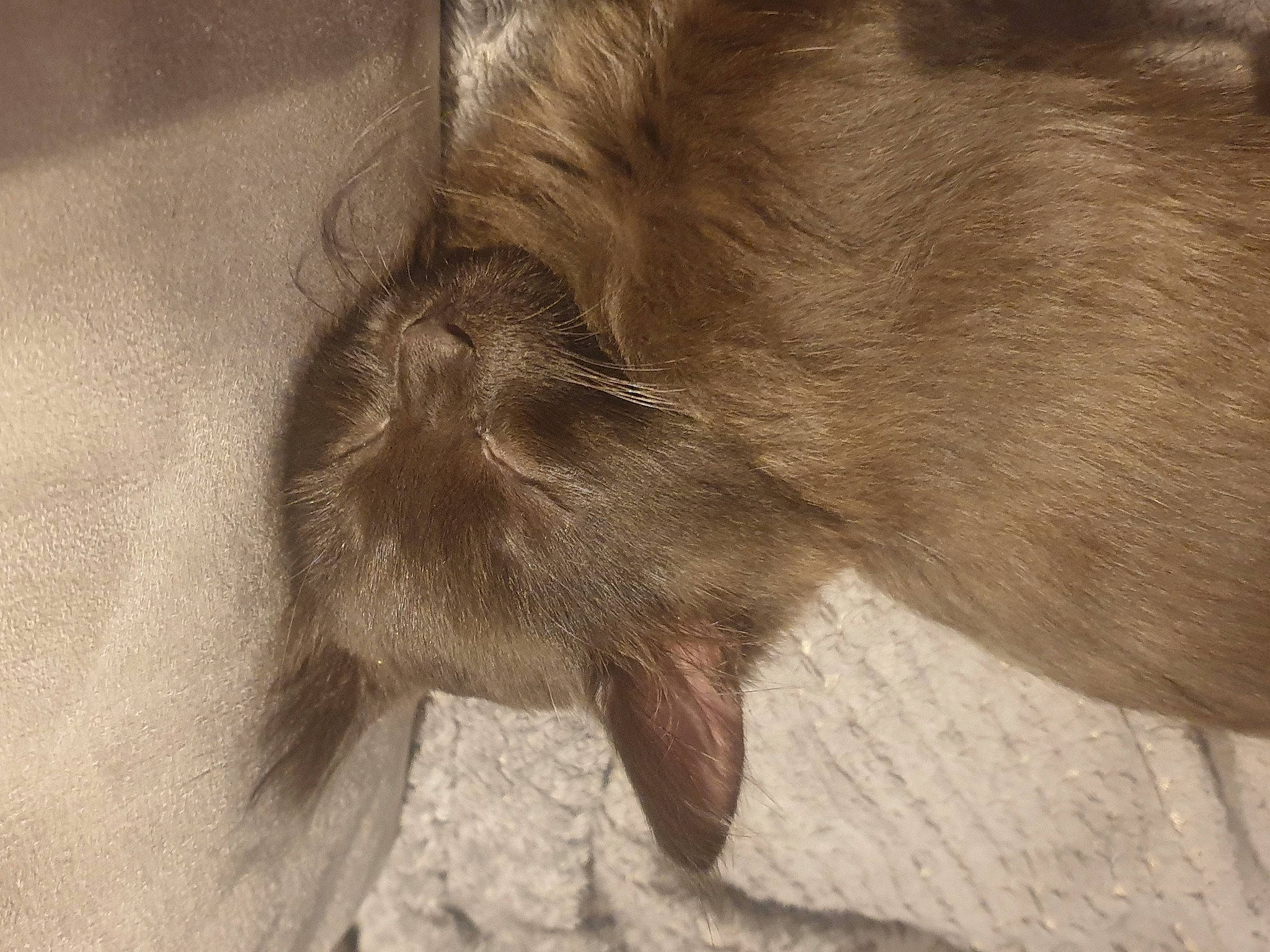 Fury is registered to the contest to win money with this photo: canidae, carnivore, claw, dog_breed, felidae, foot, fur, liver, paw, small_to_medium_sized_cats, sporting_group, tail, terrestrial_animal, whiskers, wood, working_animal, wrinkle