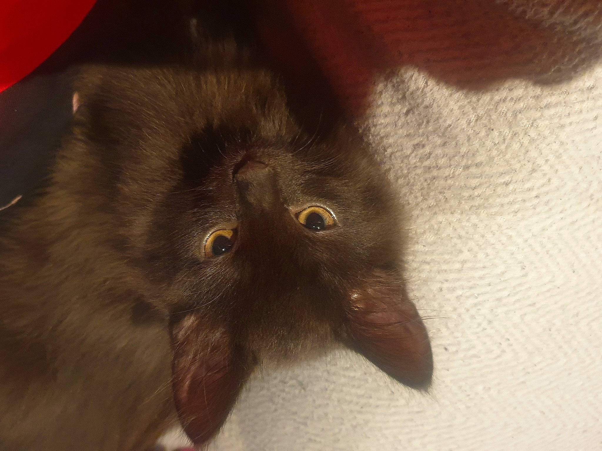 Fury joined the competition — help win amazing prizes! black_cat, carnivore, cat, claw, domestic_short_haired_cat, felidae, fur, grey, liver, paw, plant, small_to_medium_sized_cats, snout, tail, terrestrial_animal, whiskers