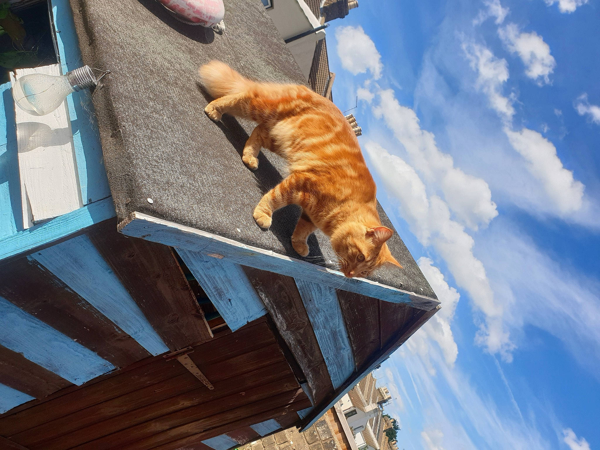 Tyson joined the competition — help win amazing prizes! blue, building, canidae, carnivore, cloud, companion_dog, cumulus, dog, dog_breed, fawn, felidae, fur, house, sky, small_to_medium_sized_cats, snout, stairs, tail, window, wood