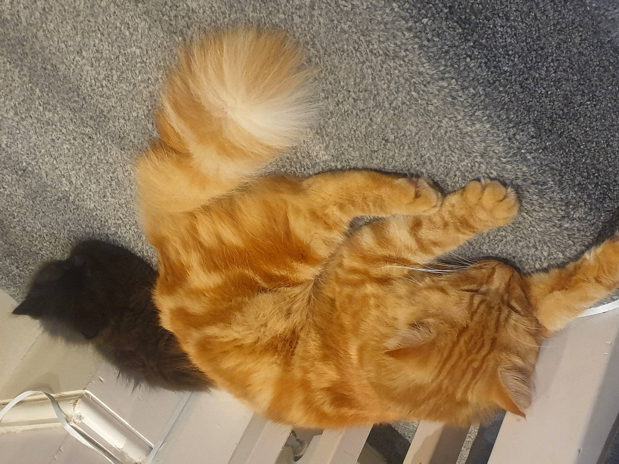 Tyson joined the competition — help win amazing prizes! canidae, carnivore, cat, claw, comfort, companion_dog, dog_breed, domestic_short_haired_cat, fawn, felidae, flooring, fur, gesture, human_leg, nap, paw, small_to_medium_sized_cats, tail, whiskers, wood