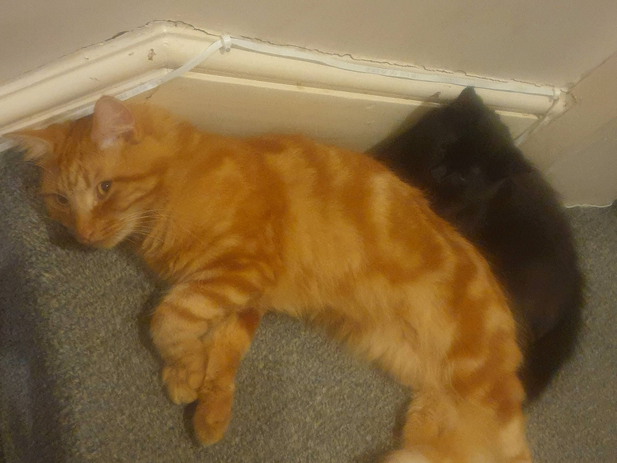 Tyson joined the competition — help win amazing prizes! carnivore, cat, claw, domestic_short_haired_cat, fawn, felidae, flooring, fur, hardwood, paw, small_to_medium_sized_cats, tail, terrestrial_animal, whiskers, wood