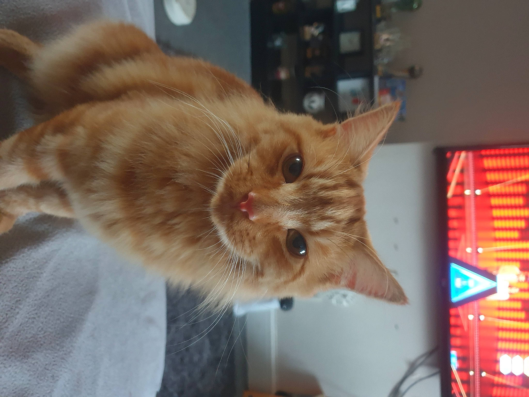 Tyson is registered to the contest to win money with this photo: carnivore, cat, claw, domestic_short_haired_cat, ear, fawn, felidae, fur, paw, small_to_medium_sized_cats, snout, tail, whiskers, window, wood