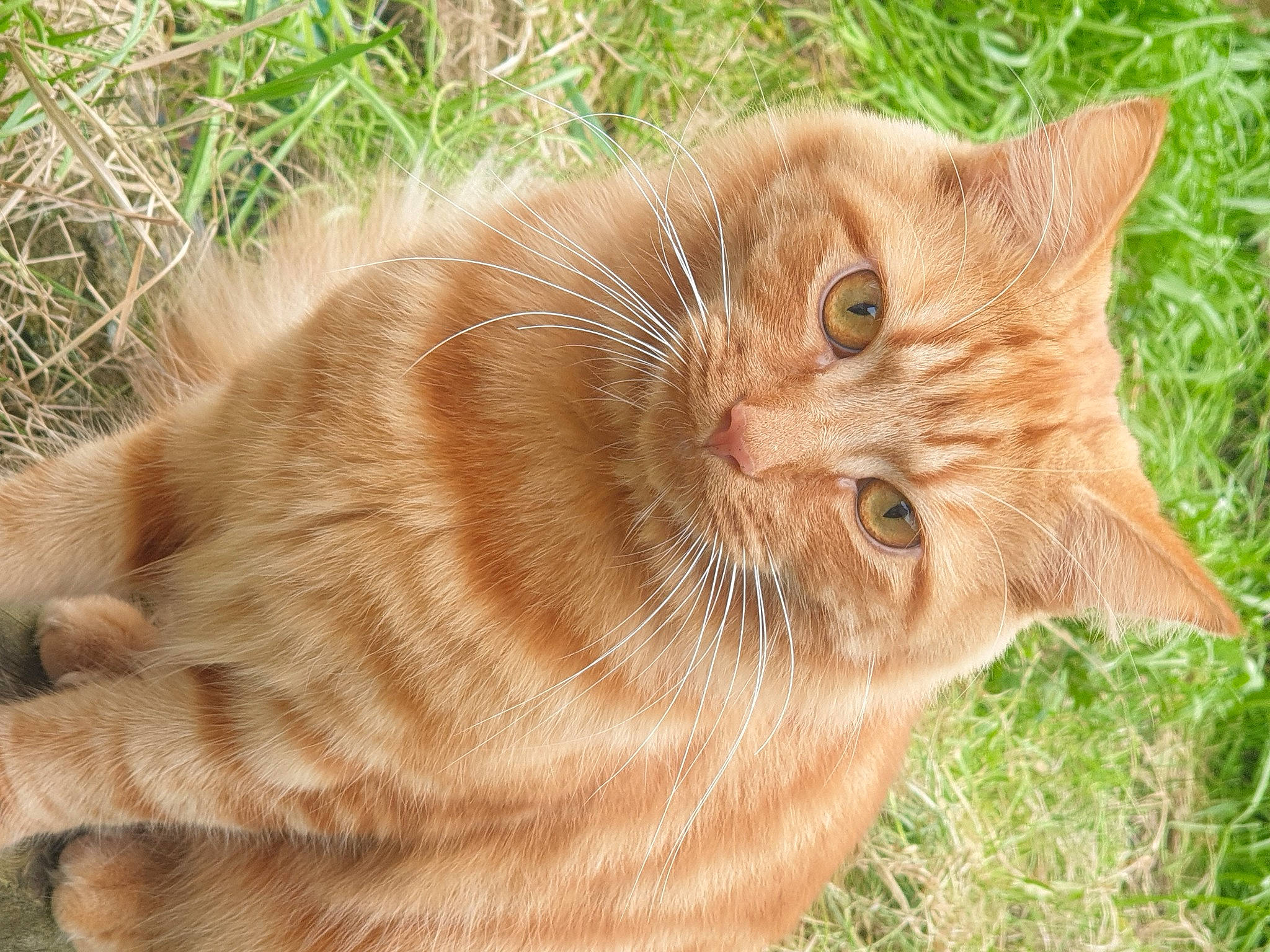 Tyson joined the competition — help win amazing prizes! carnivore, cat, domestic_short_haired_cat, fawn, felidae, fur, grass, liver, plant, small_to_medium_sized_cats, soil, tail, terrestrial_animal, whiskers, wildlife, wrinkle