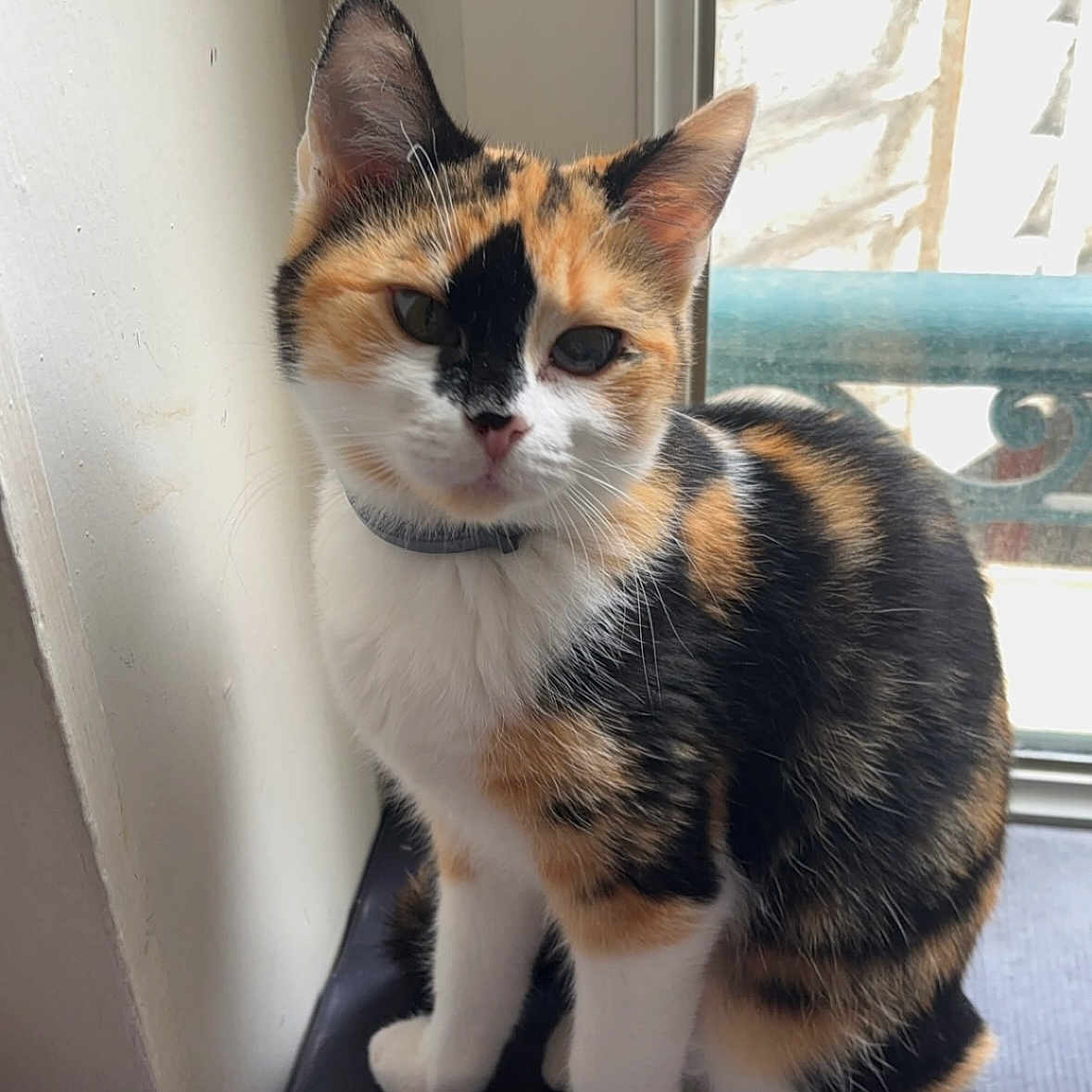 Noisette a rejoint le concours — aidez-le/la à gagner de superbes lots ! abyssinian, animal, brasssection, cat, egyptiancat, hardwood, horn, kitten, manx, musicalinstrument, pet, plywood, siamese, window, windowsill, wood