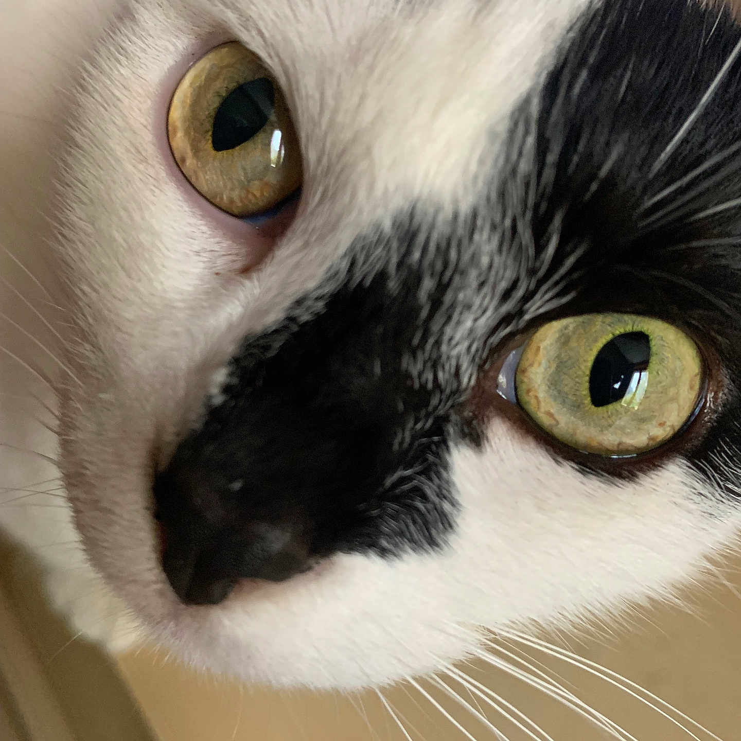 Pablo participe au concours pour gagner de l'argent avec cette photo : abyssinian, angora, animal, blackcat, cat, kitten, manx, pet, siamese, snout