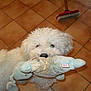 dog, white, fluffy, toy, plush_toy, floor, tile_floor, broom, pet, animal, indoor, playful, cute, looking_up, curious, household, domestic, fur, nose, mouth