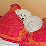 dog, white_dog, pillow, red_pillow, orange_pillow, curled_up, indoor, pet, cozy, resting, fur, small_dog, home, cushion, sleepy, relaxed, animal, companion, cute, domestic