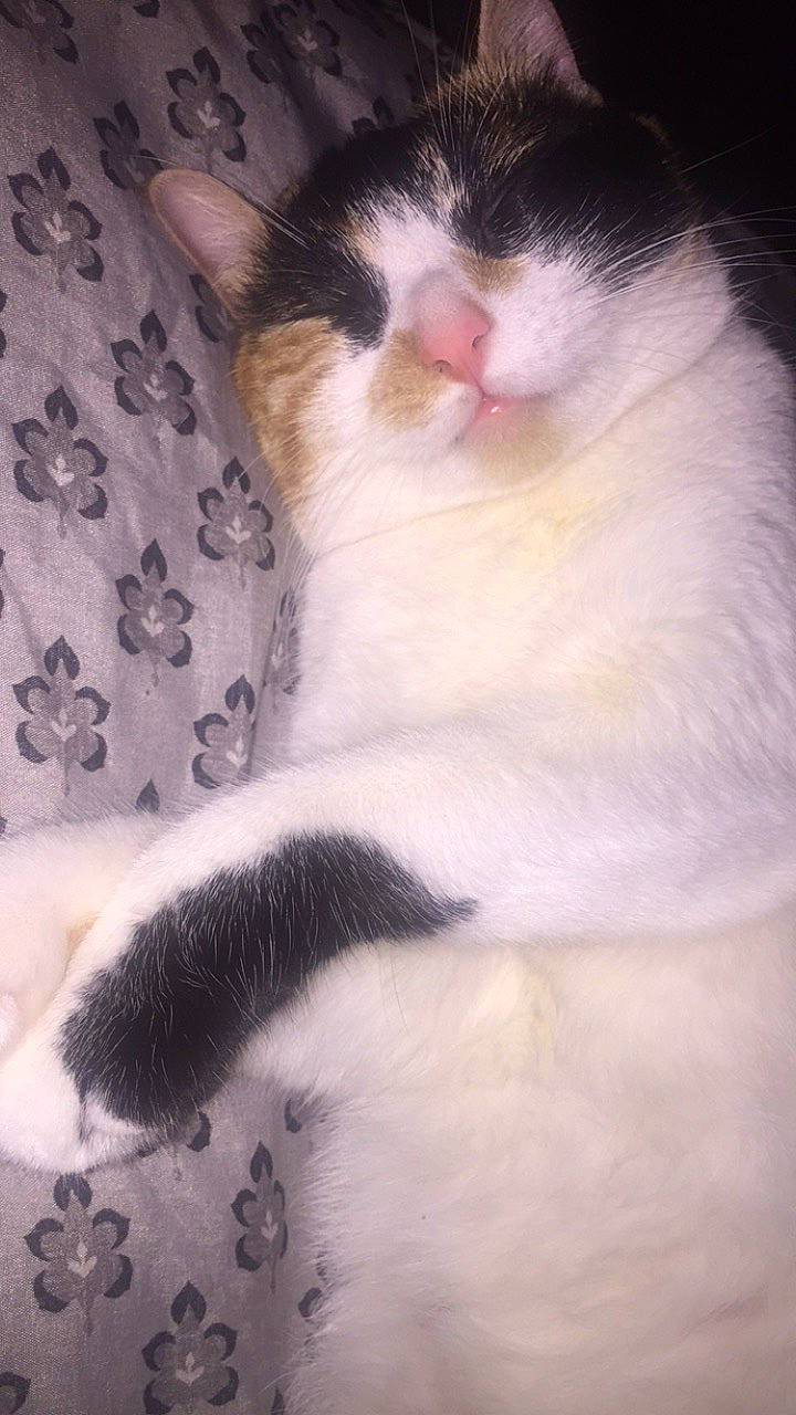 Kaley joined the competition — help win amazing prizes! aegean_cat, carnivore, cat, fawn, felidae, fur, kitten, nap, nose, paw, polydactyl_cat, skin, sleep, small_to_medium_sized_cats, snout, tail, turkish_van, whiskers