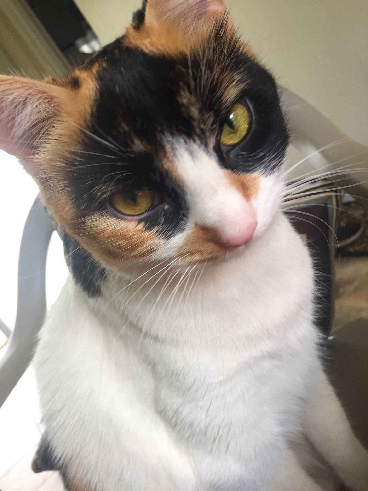 Kaley is registered to the contest to win money with this photo: aegean_cat, american_wirehair, carnivore, cat, domestic_short_haired_cat, ear, european_shorthair, eye, felidae, fur, japanese_bobtail, kitten, nose, polydactyl_cat, small_to_medium_sized_cats, snout, whiskers