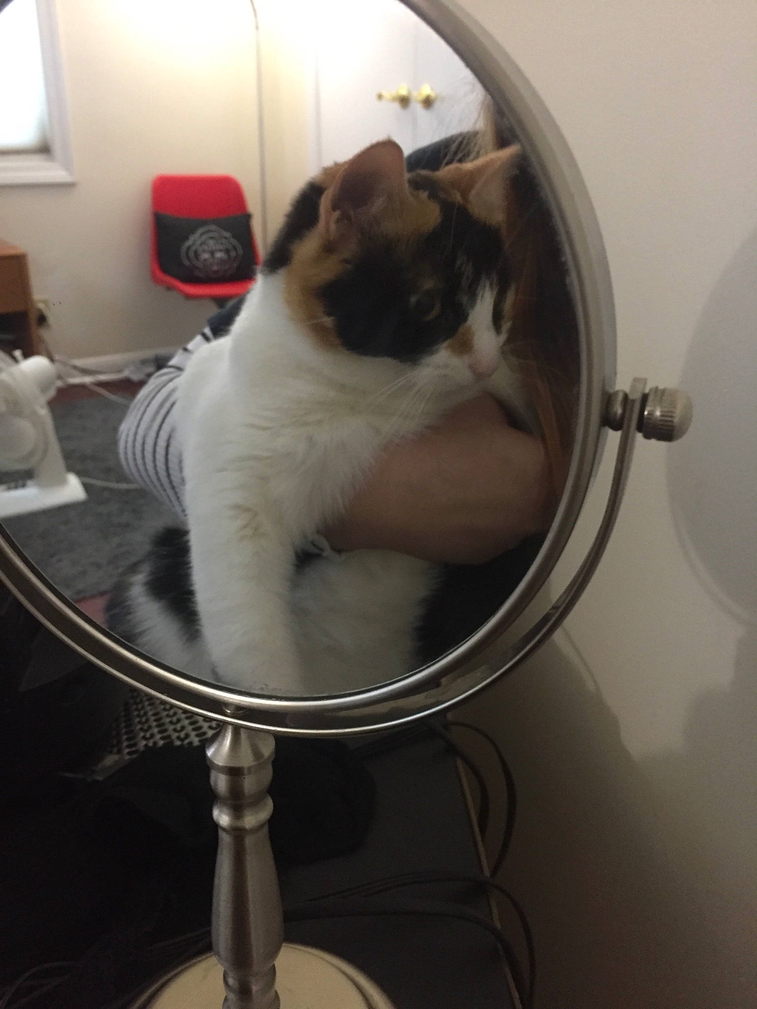 Kaley joined the competition — help win amazing prizes! birman, carnivore, cat, fawn, felidae, fur, small_to_medium_sized_cats, snowshoe, thai, whiskers