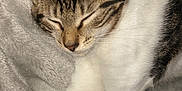Rubi a rejoint le concours — aidez-le/la à gagner de superbes lots ! animal, blanket, cat, close_up, cozy, cute, domestic_animal, feline, fur, indoor, mammal, nap, peaceful, pet, relaxation, resting, sleeping, soft, tabby, whiskers