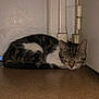 Rubi participe au concours pour gagner de l'argent avec cette photo : animal, cat, corner, cozy, cute, domestic, door, feline, floor, fur, indoor, peaceful, pet, quiet, resting, sleeping, small, tabby, whiskers, young