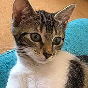 Rubi a rejoint le concours — aidez-le/la à gagner de superbes lots ! animal, blue_background, cat, close_up, curious, cute, domestic_animal, ears, eyes, fur, indoor, kitten, mammal, pet, resting, soft_texture, tabby, whiskers, white_fur, young