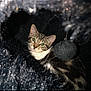 Rubi participe au concours pour gagner de l'argent avec cette photo : animal, black_ball, cat, closeup, cozy, curious, cute, domestic_cat, feline, fur, fuzzy_tunnel, green_eyes, indoor, looking, pet, playful, resting, tabby, toy, whiskers