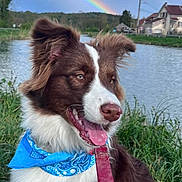 Vinka a rejoint le concours — aidez-le/la à gagner de superbes lots ! dog, bandana, rainbow, river, grass, outdoor, pet, canine, nature, leash, happy, tongue_out, brown_fur, white_fur, water, cloudy_sky, house, landscape, ears_up, closeup