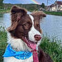 dog, bandana, rainbow, river, grass, outdoor, pet, canine, nature, leash, happy, tongue_out, brown_fur, white_fur, water, cloudy_sky, house, landscape, ears_up, closeup