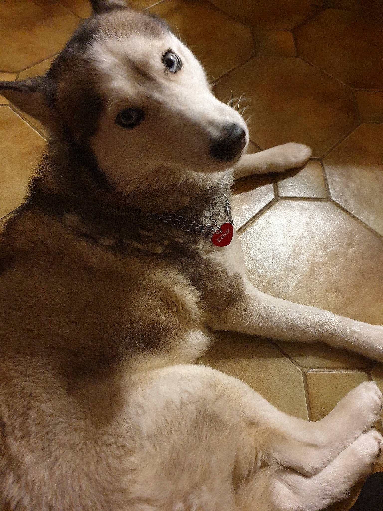 Jaika participe au concours pour gagner de l'argent avec cette photo : alaskan_malamute, ancient_dog_breeds, canidae, carnivore, dog, dog_breed, labrador_husky, mammal, native_american_indian_dog, northern_inuit_dog, nose, rare_breed_dog, sakhalin_husky, seppala_siberian_sleddog, siberian_husky, sled_dog, snout, vertebrate, wolfdog, working_animal