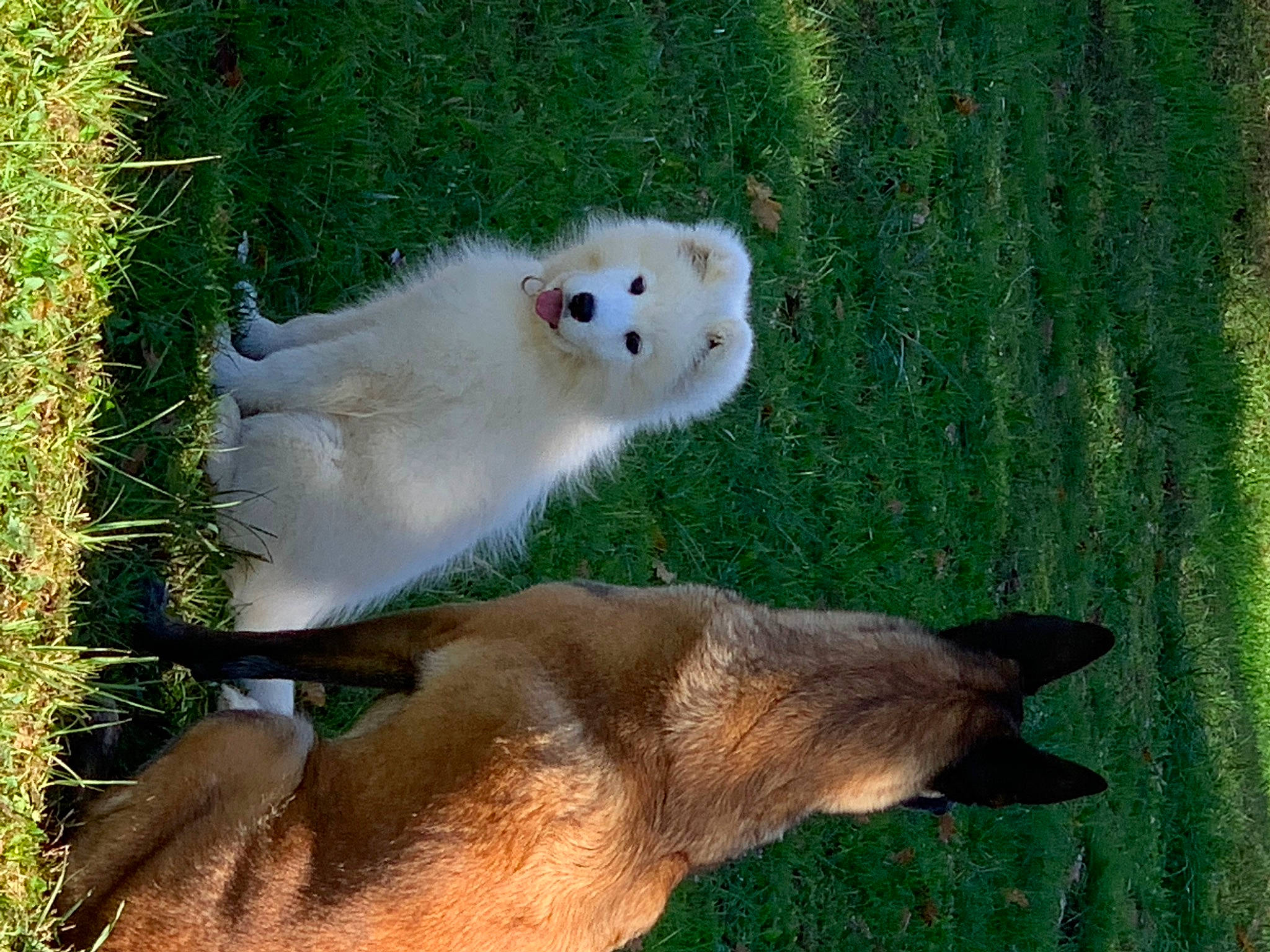Sheyenne a rejoint le concours — aidez-le/la à gagner de superbes lots ! canidae, carnivore, companion_dog, dog_breed, fawn, fur, grass, grassland, paw, plant, polar_bear, snout, sporting_group, tail, terrestrial_animal, whiskers, wildlife, zoo