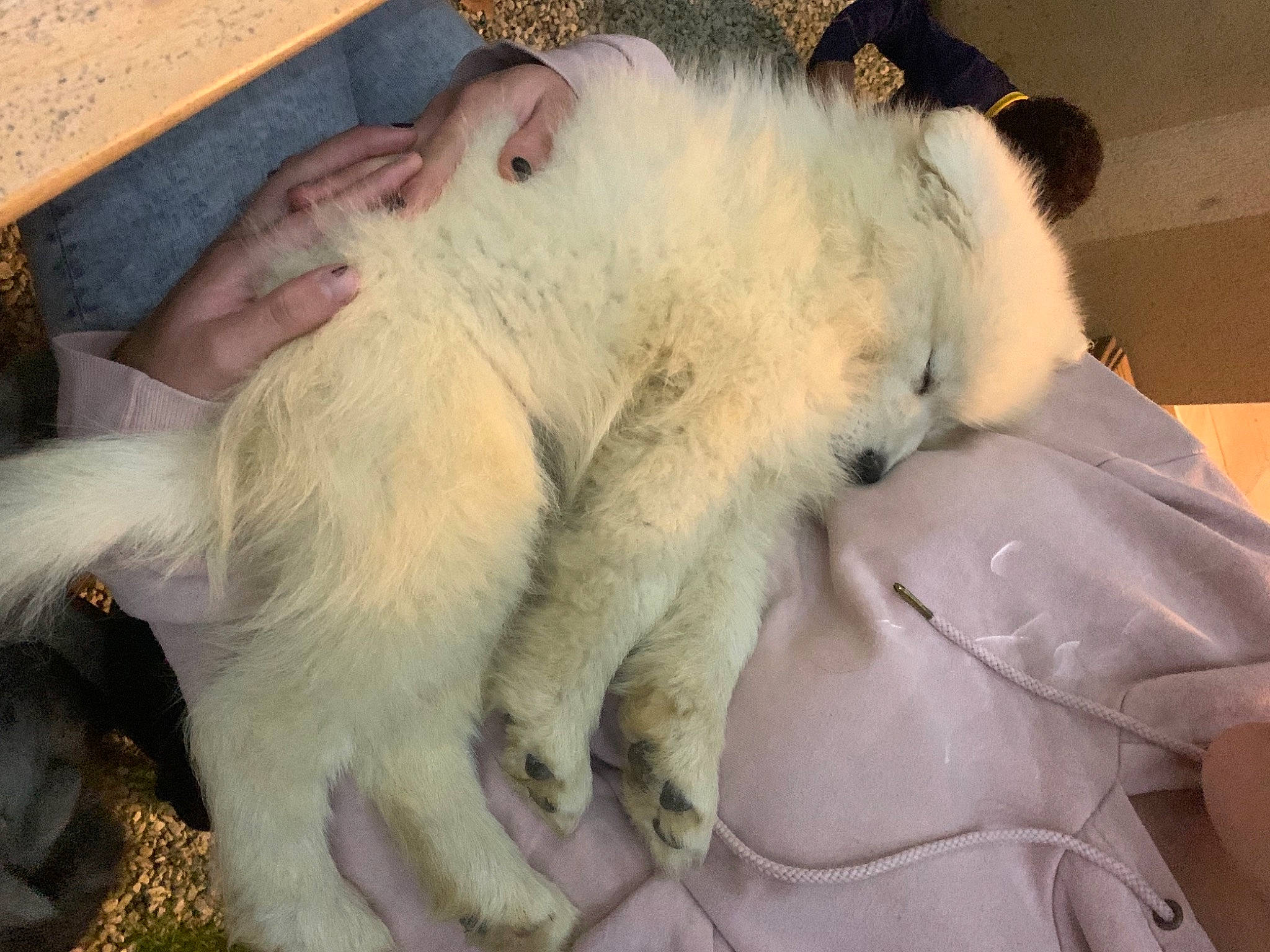 Sheyenne a rejoint le concours — aidez-le/la à gagner de superbes lots ! beard, carnivore, comfort, companion_dog, dog, dog_breed, ear, feather, felidae, fur, nap, paw, small_terrier, small_to_medium_sized_cats, sporting_group, tail, terrestrial_animal, terrier, whiskers, working_animal