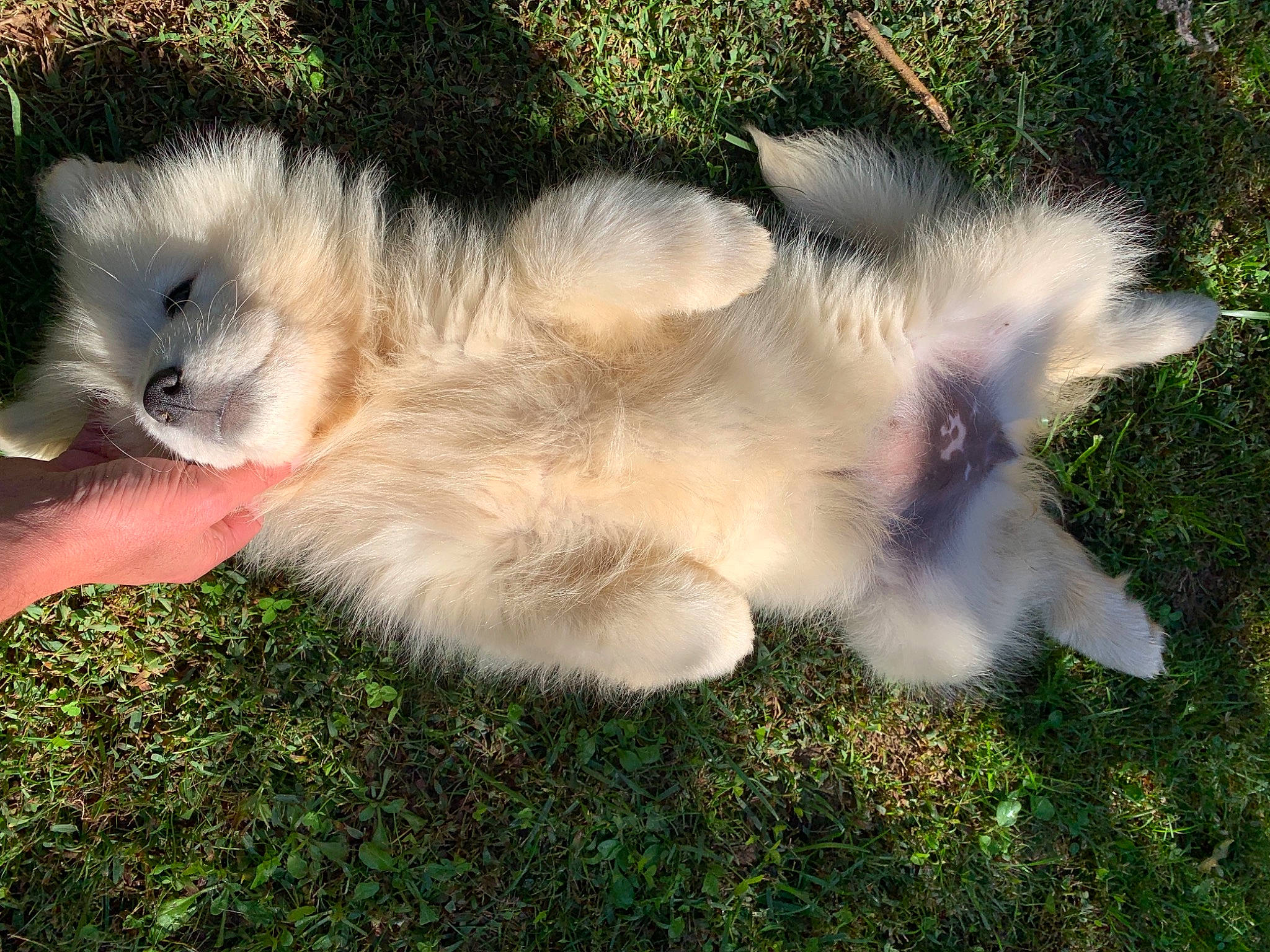 Sheyenne participe au concours pour gagner de l'argent avec cette photo : canidae, claw, companion_dog, dog_breed, fawn, felidae, fur, grass, lemur, marsupial, mustelidae, paw, primate, puppy, snout, sporting_group, tail, terrestrial_animal, whiskers, wildlife