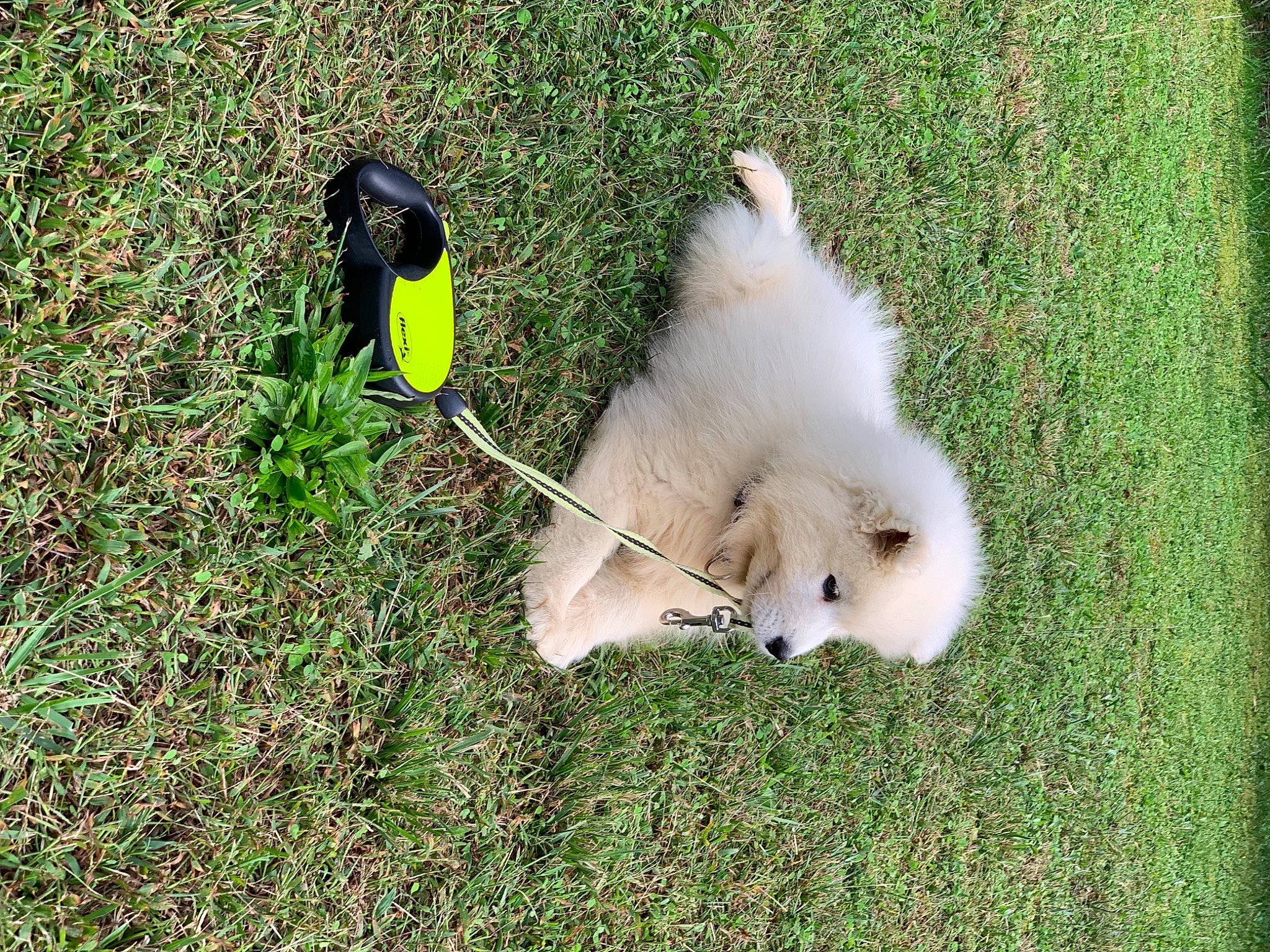 Sheyenne a rejoint le concours — aidez-le/la à gagner de superbes lots ! canidae, carnivore, companion_dog, dog, dog_breed, fawn, fur, german_spitz, german_spitz_klein, german_spitz_mittel, grass, grassland, groundcover, indian_spitz, plant, spitz, sporting_group, tail, toy_dog, volpino_italiano