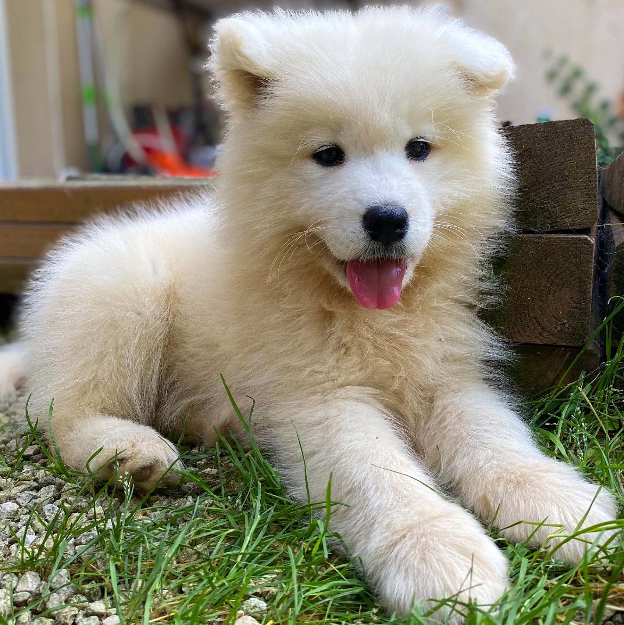 Sheyenne a rejoint le concours — aidez-le/la à gagner de superbes lots ! canidae, carnivore, companion_dog, dog, dog_breed, fang, fawn, fur, german_spitz_klein, grass, japanese_spitz, plant, samoyed, snout, spitz, sporting_group, terrestrial_animal, volpino_italiano, whiskers, wildlife