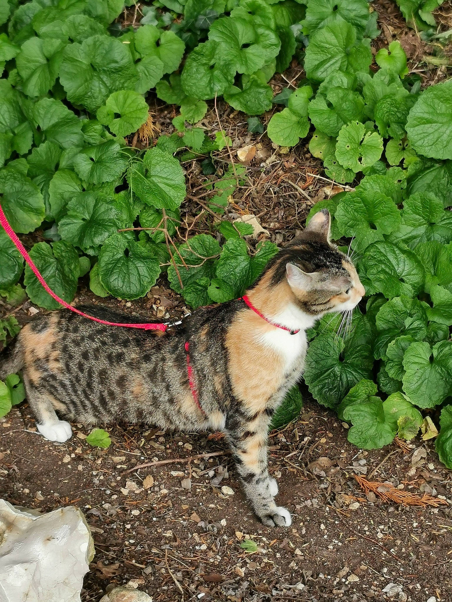 Pearly a rejoint le concours — aidez-le/la à gagner de superbes lots ! annual_plant, carnivore, cat, domestic_short_haired_cat, fawn, felidae, fur, grass, groundcover, herb, leaf, plant, shrub, small_to_medium_sized_cats, snout, soil, tail, terrestrial_animal, tree, whiskers