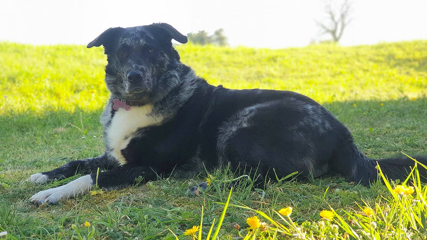 Nikky a rejoint le concours — aidez-le/la à gagner de superbes lots ! borador, canidae, carnivore, companion_dog, dog, dog_breed, field, grass, grassland, lawn, meadow, pasture, plant, prairie, sky, snout, sporting_group, tail, terrestrial_animal, working_animal