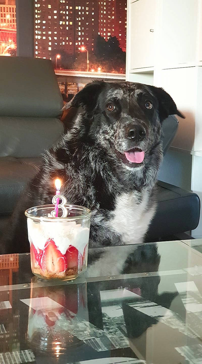 Nikky a rejoint le concours — aidez-le/la à gagner de superbes lots ! bowl, canidae, carnivore, comfort_food, companion_dog, couch, dessert, dog, dog_breed, drink, drinkware, frozen_dessert, fur, glass, ice_cream, ingredient, picture_frame, sundae, table, tableware