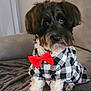 dog, pet, black_and_white, bow_tie, checkered_shirt, sitting, furry, indoor, blanket, couch, cute, adorable, fur, canine, portrait, small_dog, domestic_animal, furniture, cozy, fashion