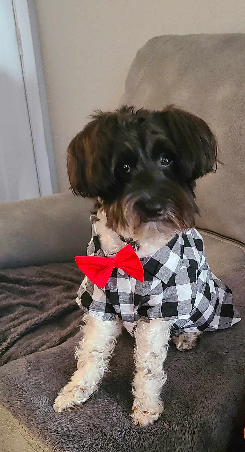 Georgie joined the competition — help win amazing prizes! dog, pet, black_and_white, bow_tie, checkered_shirt, sitting, furry, indoor, blanket, couch, cute, adorable, fur, canine, portrait, small_dog, domestic_animal, furniture, cozy, fashion