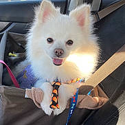 Milo is registered to the contest to win money with this photo: dog, pomeranian, pet, car_interior, seat, seatbelt, leash, harness, white_fur, fluffy, tongue_out, happy, portrait, close_up, sunlight, window, passenger, backseat, accessory, travel