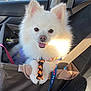 dog, pomeranian, pet, car_interior, seat, seatbelt, leash, harness, white_fur, fluffy, tongue_out, happy, portrait, close_up, sunlight, window, passenger, backseat, accessory, travel