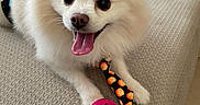 Milo is registered to the contest to win money with this photo: black_eyes, close_up, collar, couch, cushion, dog, happy, indoor, nose, patterned_tie, paw, pet, pink_ball, playful, pomeranian, tiled_floor, tongue_out, toy_ball, upholstery, white_fur