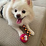 Milo is registered to the contest to win money with this photo: dog, pomeranian, white_fur, tongue_out, toy_ball, pink_ball, patterned_tie, couch, cushion, upholstery, indoor, pet, close_up, happy, playful, paw, black_eyes, nose, tiled_floor, collar