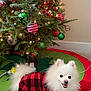 Milo joined the competition — help win amazing prizes! christmas_tree, ornament, tree_lights, dog, pomeranian, white_dog, pet, tree_skirt, plaid_pajamas, holiday, festive, indoor, smiling_dog, fur, evergreen, ribbon, bauble, tile_floor, cute, decorations