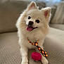 dog, pomeranian, pet, tongue_out, white_fur, fluffy, cute, toy, pink_toy, tie, polka_dot, couch, sofa, indoor, portrait, paw, nose, eyes, bokeh, shallow_depth_of_field