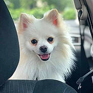 Milo joined the competition — help win amazing prizes! dog, pomeranian, white_fur, fluffy, small_dog, pet, inside_vehicle, car_interior, backseat, headrest, seat, portrait, looking_at_camera, happy, smiling, tongue_out, close_up, companion, window_bokeh, daylight