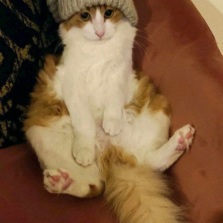 Simba