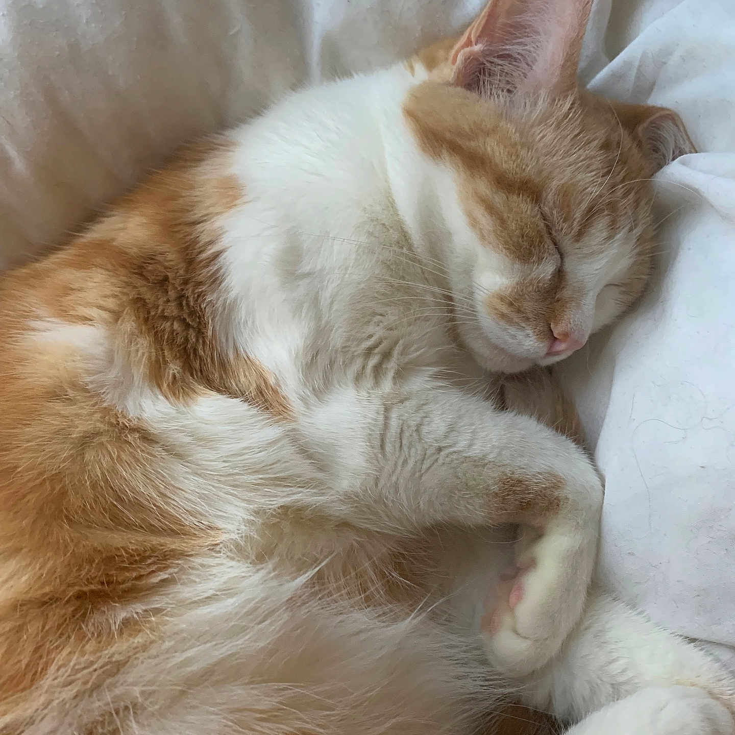 Choupette