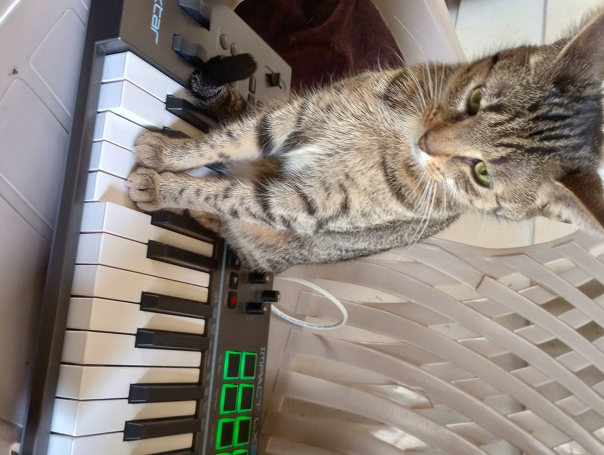 Jazmine joined the competition — help win amazing prizes! carnivore, cat, comfort, digital_piano, domestic_short_haired_cat, electric_piano, electronic_keyboard, electronic_musical_instrument, felidae, fur, keyboard, music, musical_instrument, musical_instrument_accessory, musical_keyboard, paw, piano, small_to_medium_sized_cats, tail, whiskers